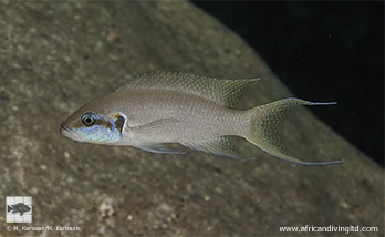 Neolamprologus brichardi 'Natimba Point'